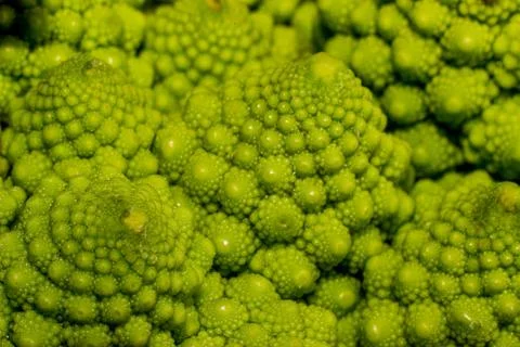 Romanesco broccoli Stock Photos