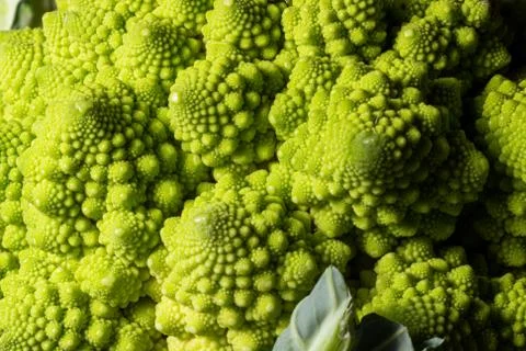 Romanesco broccoli Photos