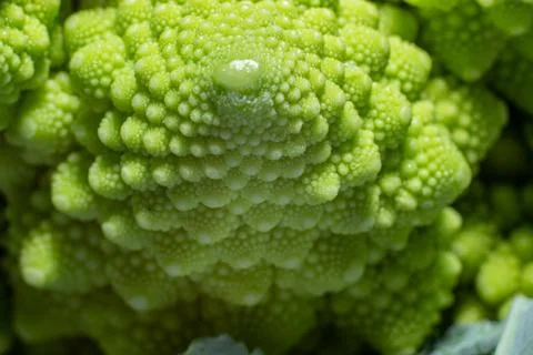 Romanesco broccoli Photos