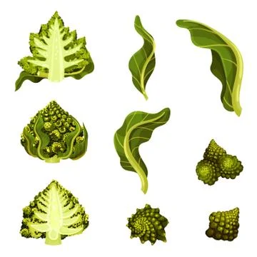 Romanesco Cabbage Isolated on White Background Vector Illustration Set Ilustración de archivo