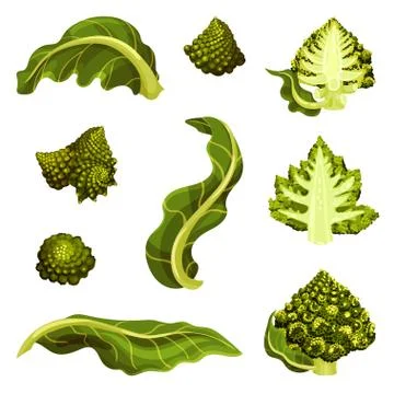 Romanesco Cabbage Isolated on White Background Vector Illustration Set Ilustración de archivo