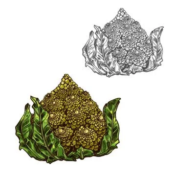 Romanesco cabbage vector sketch vegetable icon Illustrazione stock