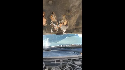 Romania: Mouse discovered nesting inside car hood in Ia_i, Romania Stock Footage 327312271