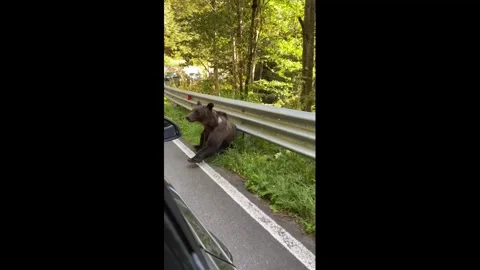 Romania: Young brown bear calmly sits beside Transfagara_an road in Roman... Stock Footage 344140065