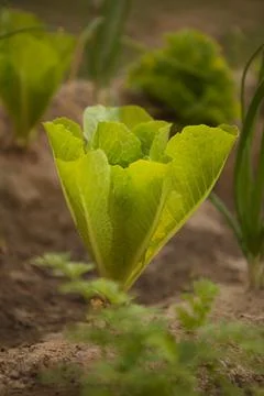 Romanian Lettuce Vegetable Patch in Front yard Garden Stock Photos