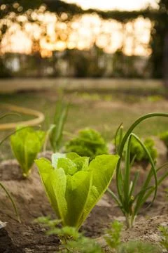 Romanian Lettuce Vegetable Patch in Front yard Garden Stock Photos