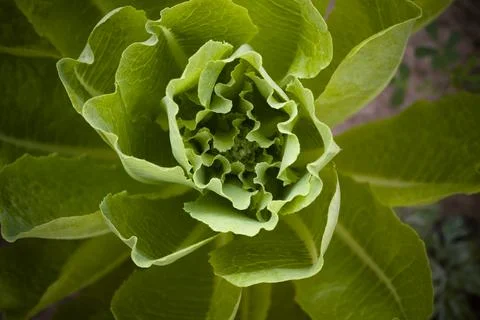 Romanian Lettuce Vegetable Patch in Front yard Garden Stock Photos