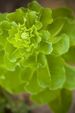 Romanian Lettuce Vegetable Patch in Front yard Garden Stock Photos