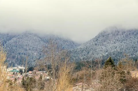Romanian mountains range with pine forest and fog, winter time with snow Stock Photos