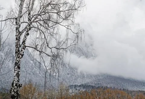Romanian mountains range with pine forest and fog, winter time with snow Stock Photos