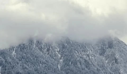 Romanian mountains range with pine forest and fog, winter time with snow Stock Photos