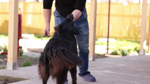 Romanian Raven Shepherd Dog Playing Stock Video Pond5 - Main Image