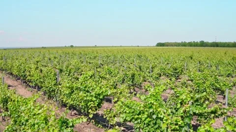 Romanian sunny vineyard on a warm summer day Video stock 146246341
