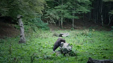 Romanian Wild Brown Bear eats insects from forest habitat fallen tree Stock Footage 319465289