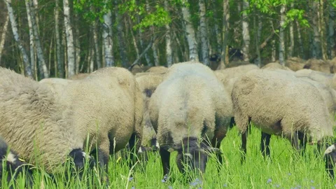 Romanov sheep  on the edge of the forest. Stock Footage