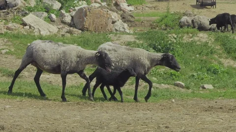 Romanov sheep. Stock Footage 123978757