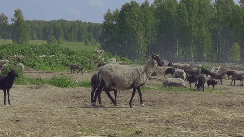 Romanov sheep Stock Footage 123987386