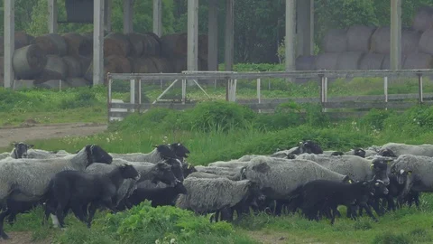 Romanov sheep. Stock Footage 124003521