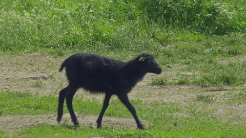 Romanov sheep lamb. Stock Footage 123987234