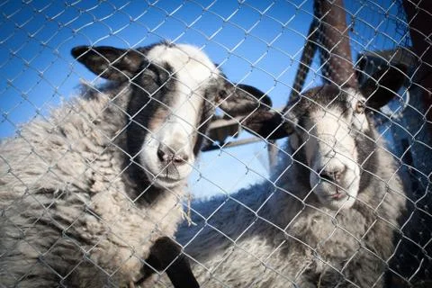 Romanov sheep in the paddock Stock Photos