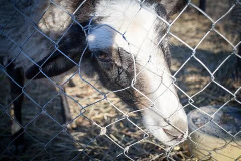 Romanov sheep in the paddock Stock Photos