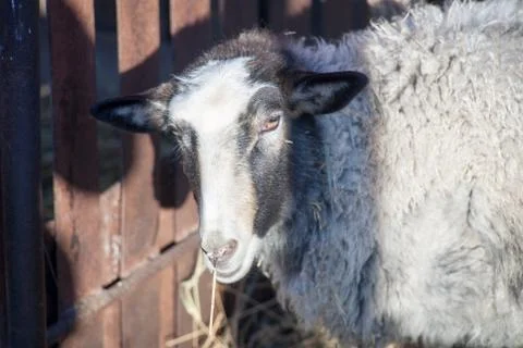 Romanov sheep in the paddock Stock Photos