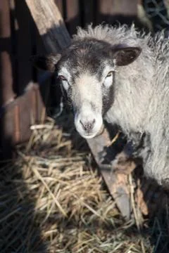 Romanov sheep in the paddock Stock Photos
