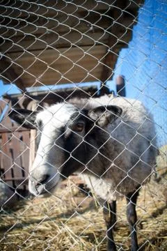 Romanov sheep in the paddock Stock Photos