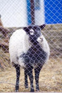 Romanov sheep in the paddock Stock Photos