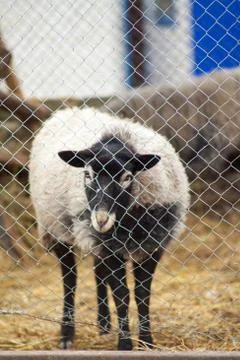 Romanov sheep in the paddock Stock Photos