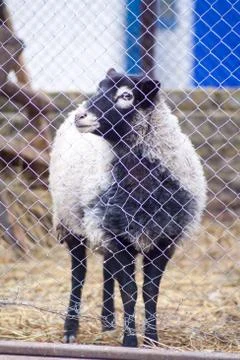 Romanov sheep in the paddock Stock Photos