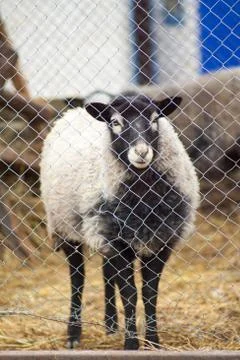 Romanov sheep in the paddock Stock Photos