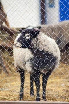 Romanov sheep in the paddock Stock Photos