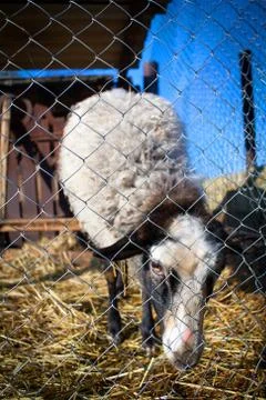 Romanov sheep in the paddock Stock Photos