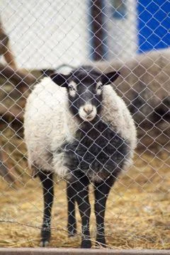 Romanov sheep in the paddock Stock Photos