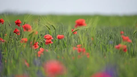 Romantic 4K slow motion of wild poppies swaying in a sunny open field. Stock Footage 310101332