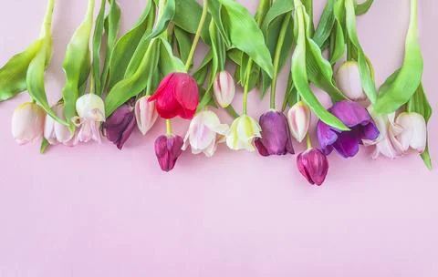 Romantic background with frame of white, pink and purple tulips on a pink b.. Stock Photos