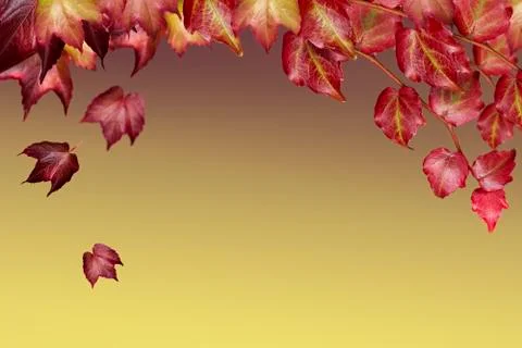 Romantic background with leafs 写真素材