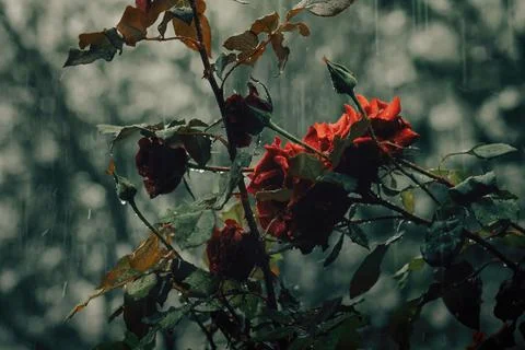 Romantic background with red rose under the rain on black Stock Photos