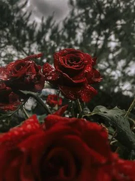 Romantic background with red rose under the rain on black Stock Photos