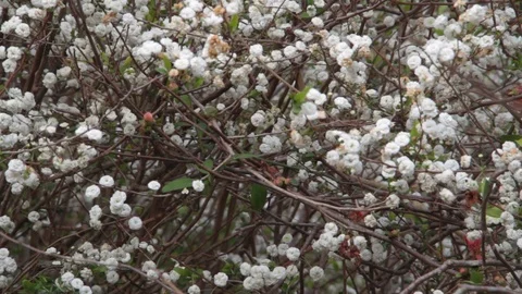 Romantic background of white florets Stock Footage 95414361