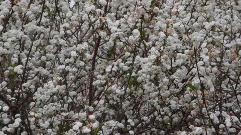 Romantic background of white florets Stock Footage 95414481