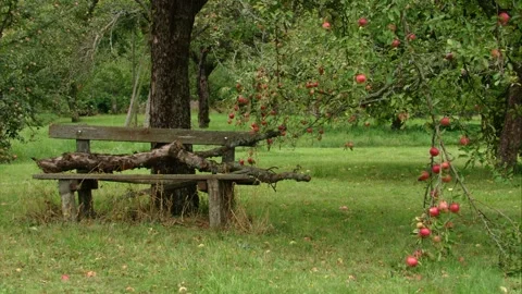 Romantic bench under fruit trees in early autumn Stock Footage 315492345