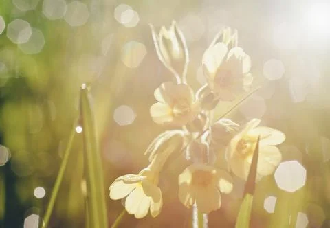 Romantic blurred spring flowers, primrose, dew and morning light Stock Photos