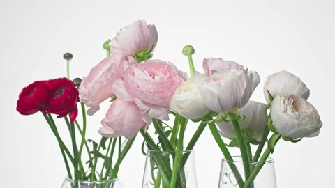 Romantic bouquet of multi colored Ranunculus fresh flowers on a white background Stock Footage 172434923