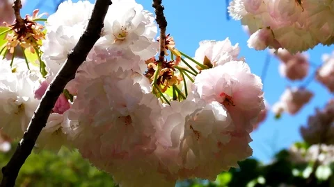 Romantic Cherry blossom: Stockbeeldmateriaal 80149770