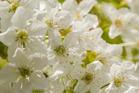 Romantic cherry blossoms in spring Stock Photos