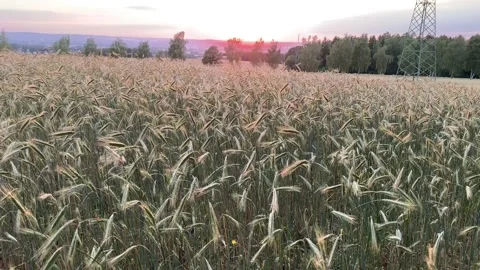 Romantic cornfield in the sunset Stock Footage 112140284