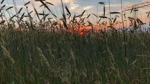 Romantic cornfield in the sunset Stock Footage 112140296