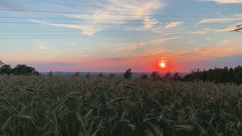 Romantic cornfield in the sunset Stock Footage 112140304